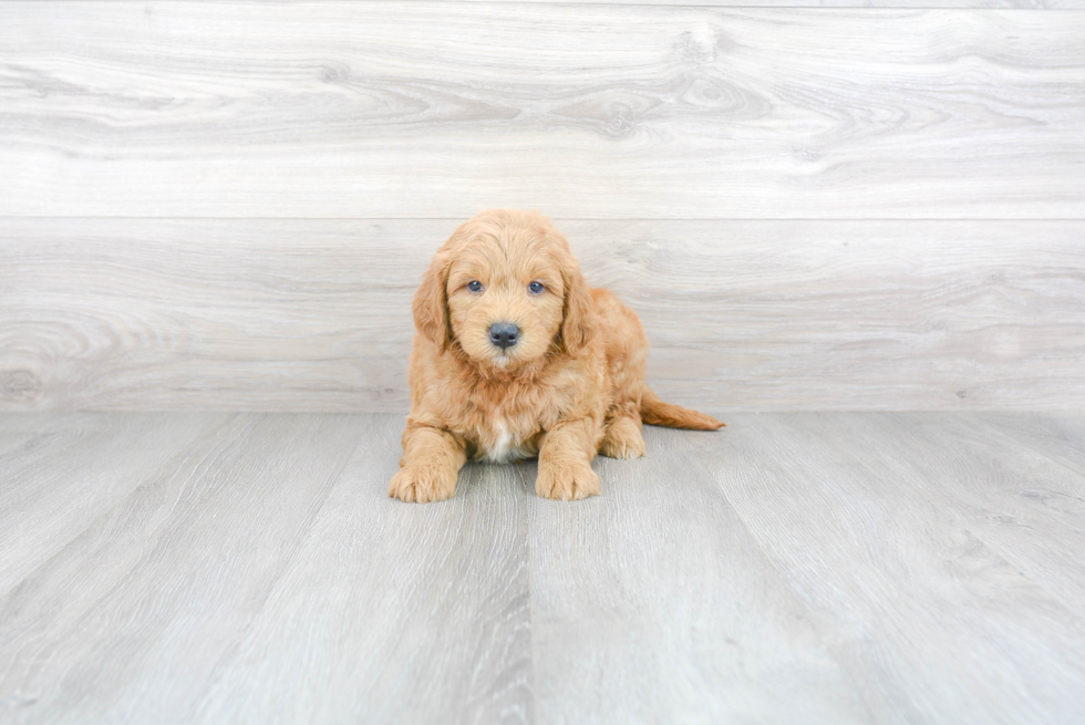 Mini Goldendoodle Pup Being Cute