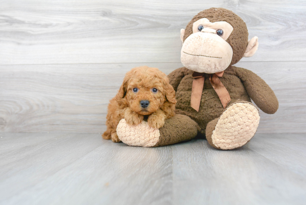 Mini Goldendoodle Puppy for Adoption