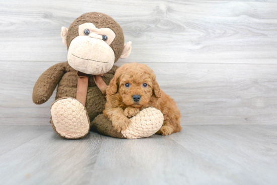 Hypoallergenic Golden Retriever Poodle Mix Puppy