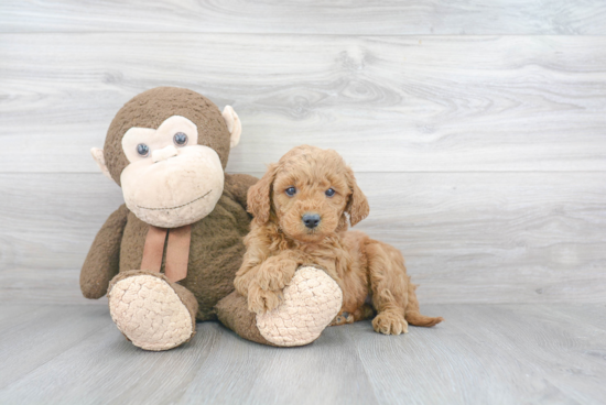 Cute Mini Goldendoodle Baby