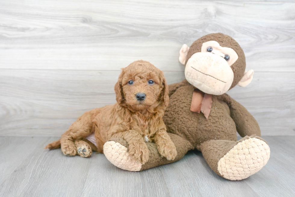 Best Mini Goldendoodle Baby