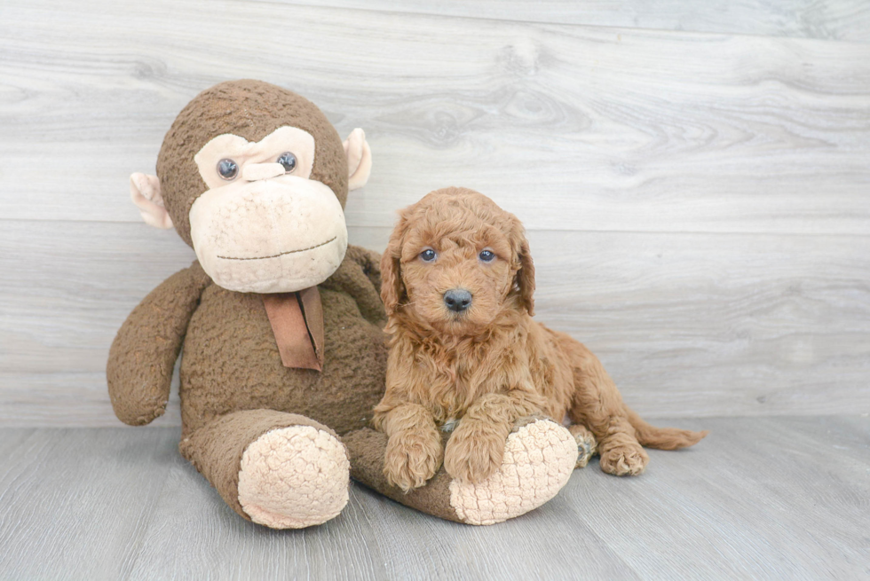 Cute Golden Retriever Poodle Mix Puppy