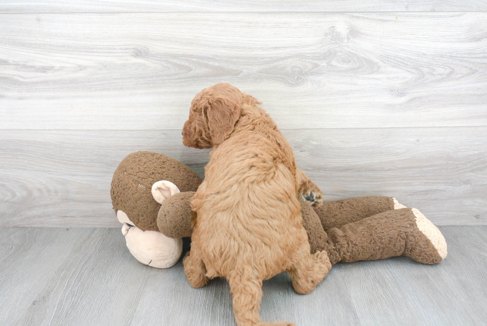 Cute Mini Goldendoodle Poodle Mix Pup