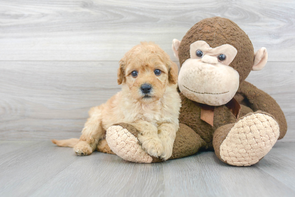 Mini Goldendoodle Pup Being Cute