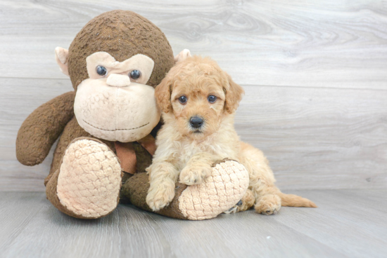 Mini Goldendoodle Pup Being Cute