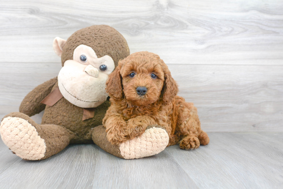 Petite Mini Goldendoodle Poodle Mix Pup