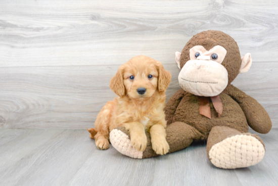 Small Mini Goldendoodle Baby