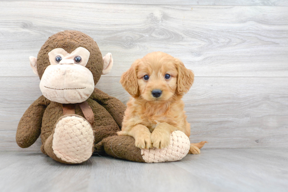 Petite Mini Goldendoodle Poodle Mix Pup