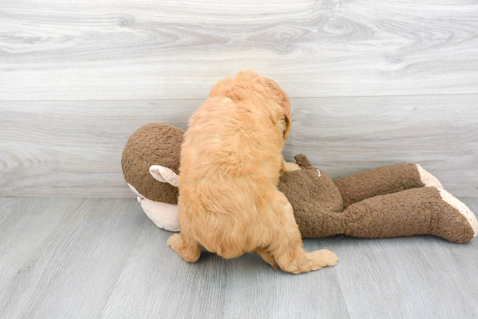 Mini Goldendoodle Pup Being Cute