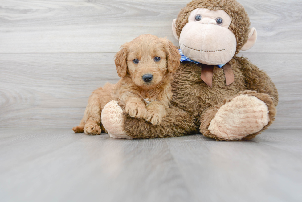 Mini Goldendoodle Puppy for Adoption