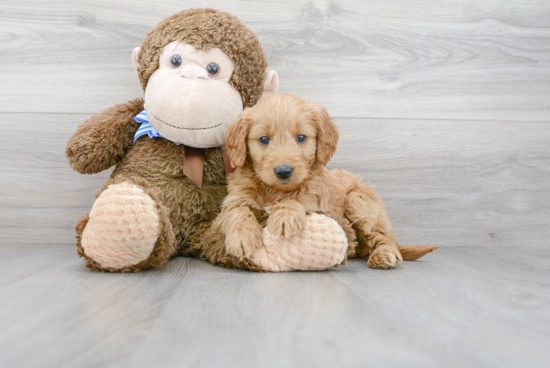 Cute Mini Goldendoodle Baby