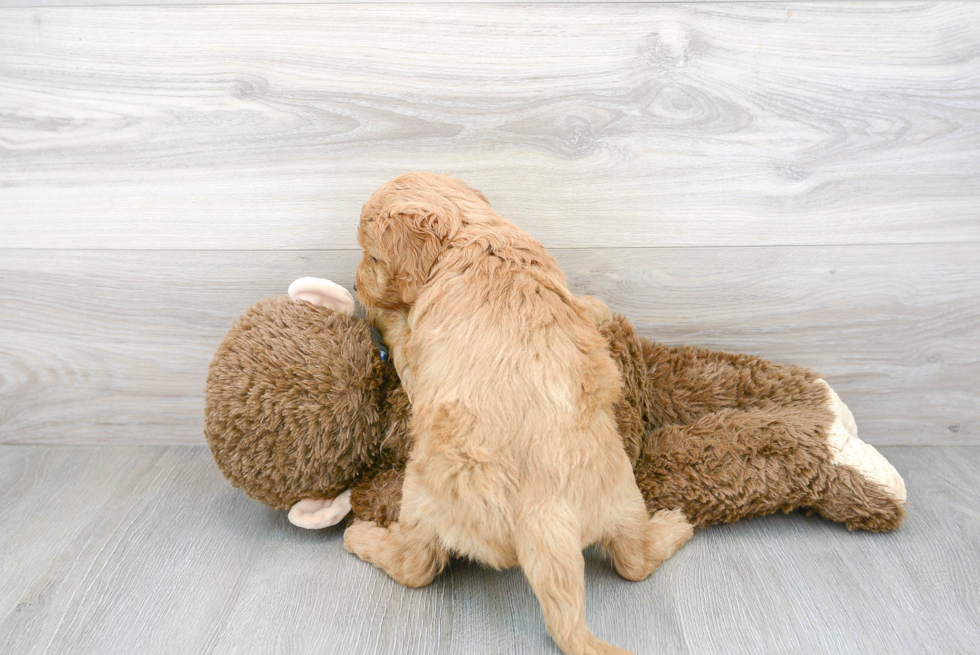 Friendly Mini Goldendoodle Baby