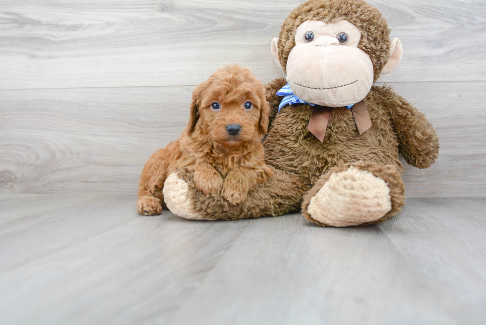 Mini Goldendoodle Pup Being Cute