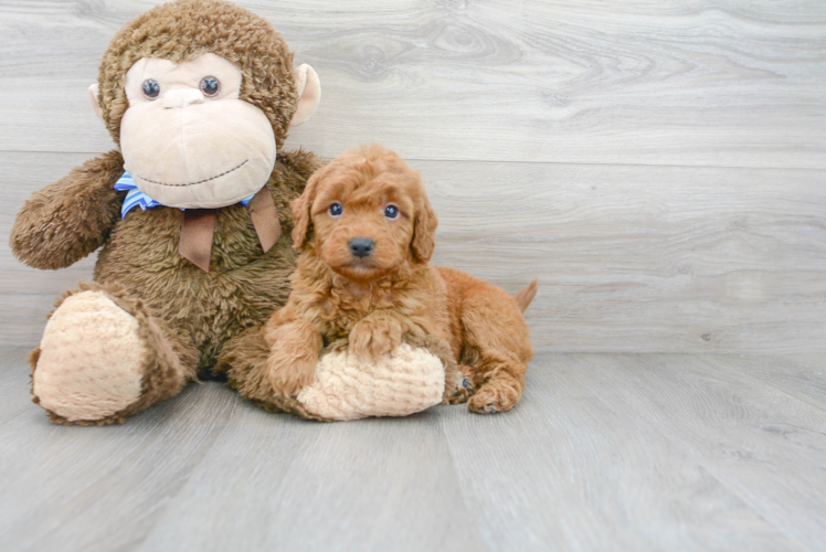 Best Mini Goldendoodle Baby