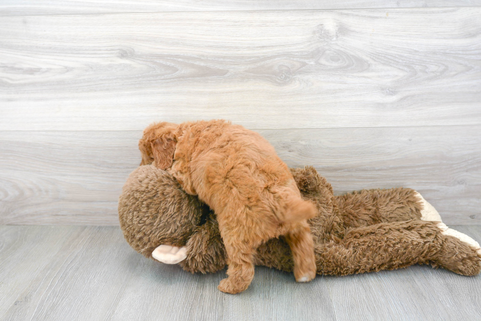 Cute Mini Goldendoodle Poodle Mix Pup
