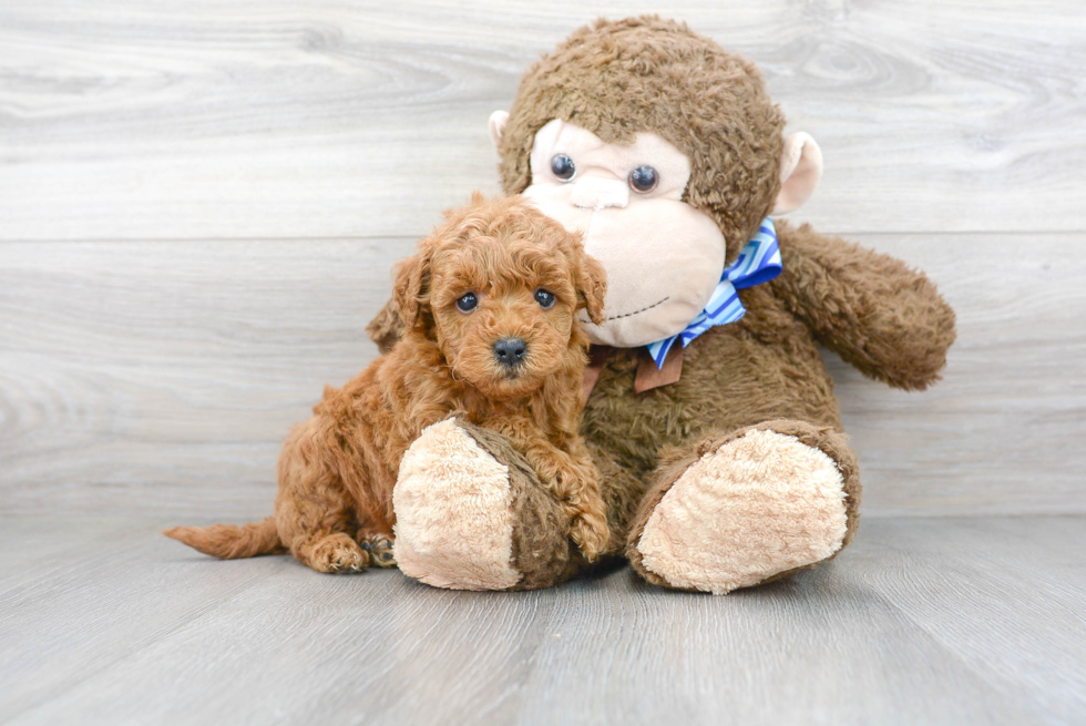 Mini Goldendoodle Puppy for Adoption