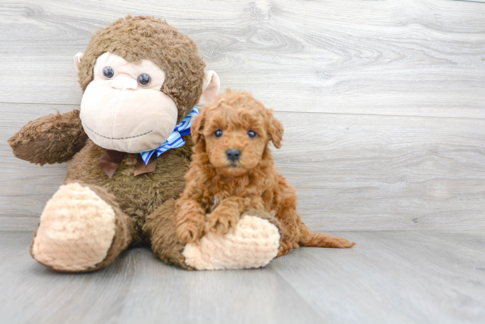 Best Mini Goldendoodle Baby