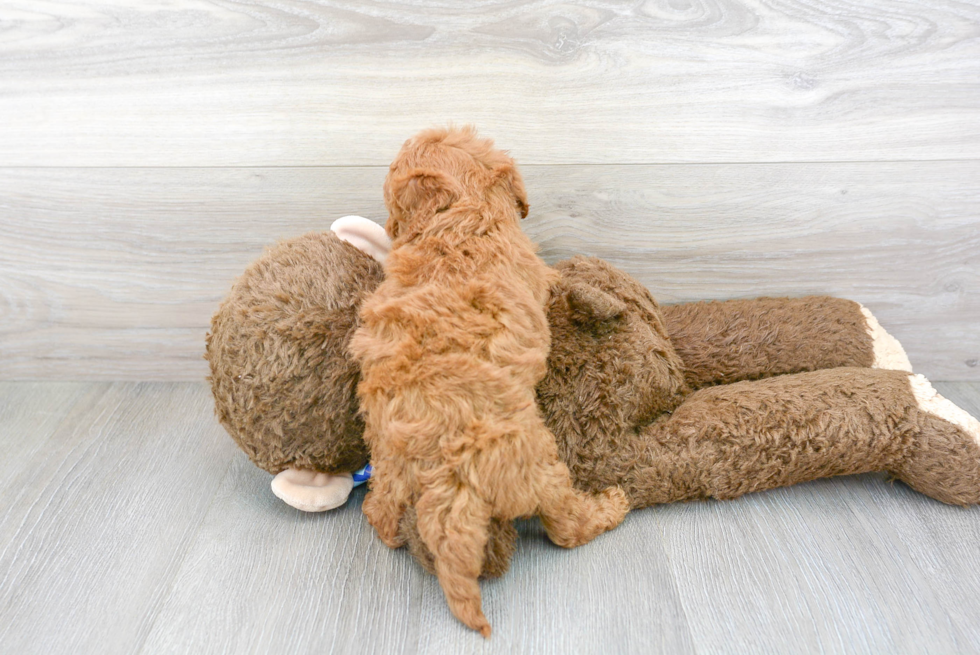 Mini Goldendoodle Pup Being Cute