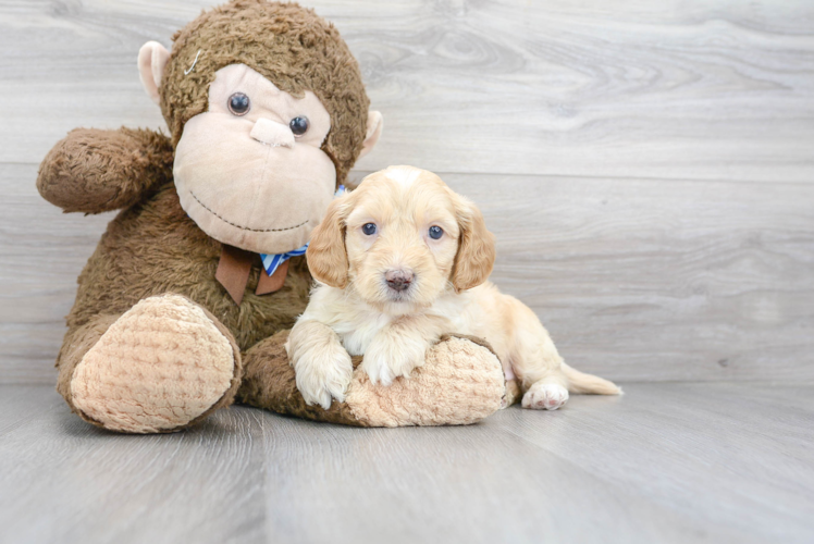 Mini Goldendoodle Pup Being Cute