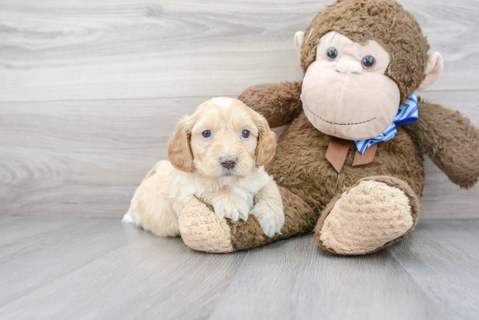 Little Golden Retriever Poodle Mix Puppy