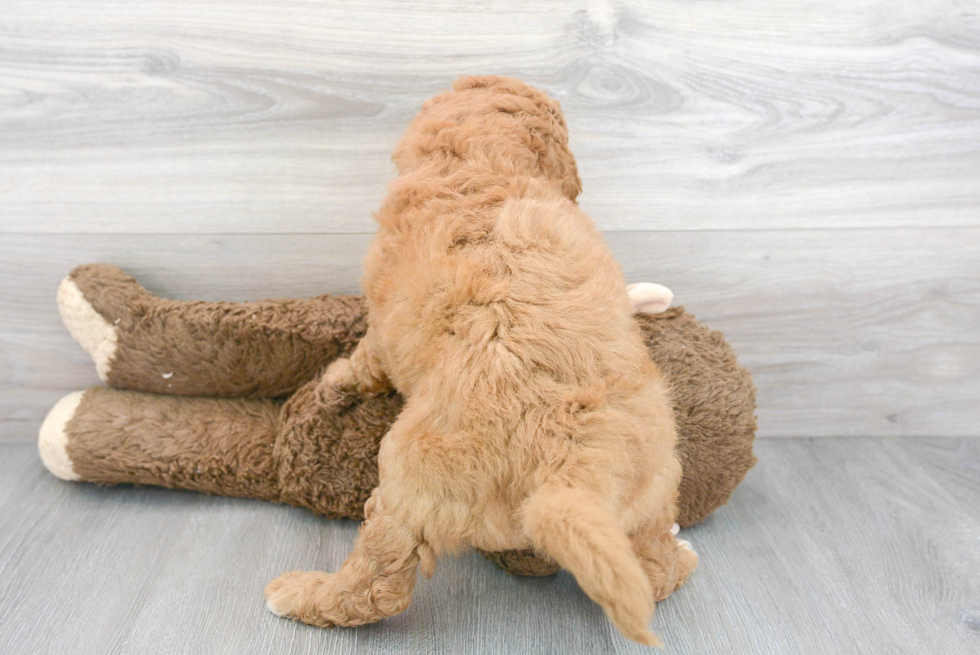 Hypoallergenic Golden Retriever Poodle Mix Puppy