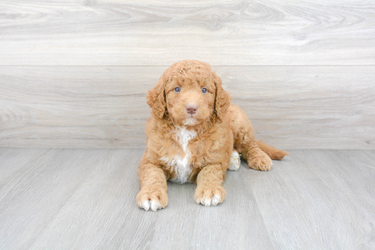 Hypoallergenic Golden Retriever Poodle Mix Puppy