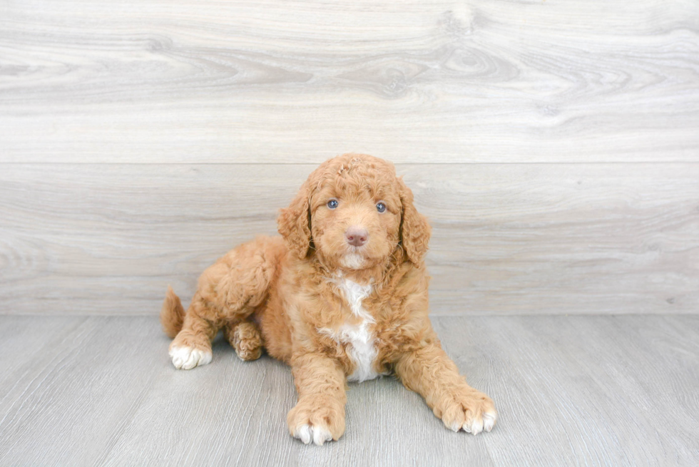 Adorable Golden Retriever Poodle Mix Puppy