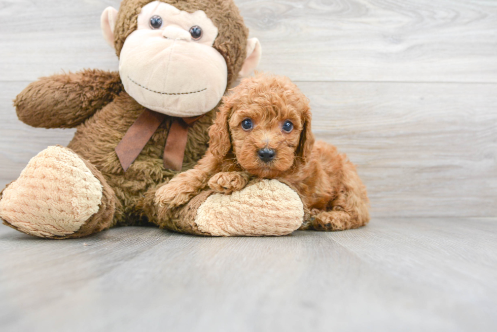 Mini Goldendoodle Puppy for Adoption