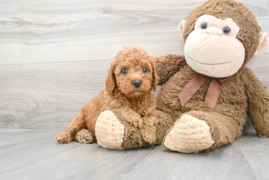 Best Mini Goldendoodle Baby