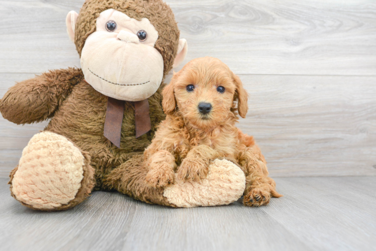 Best Mini Goldendoodle Baby