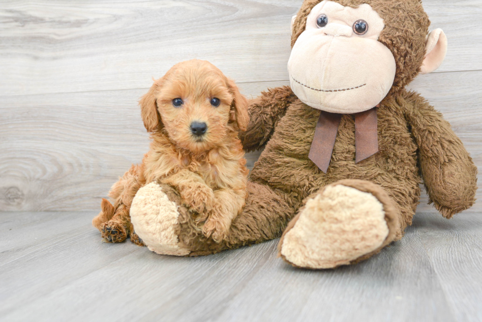 Cute Mini Goldendoodle Baby