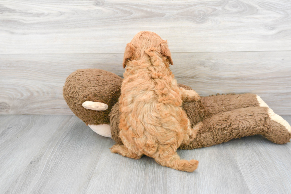 Small Mini Goldendoodle Baby