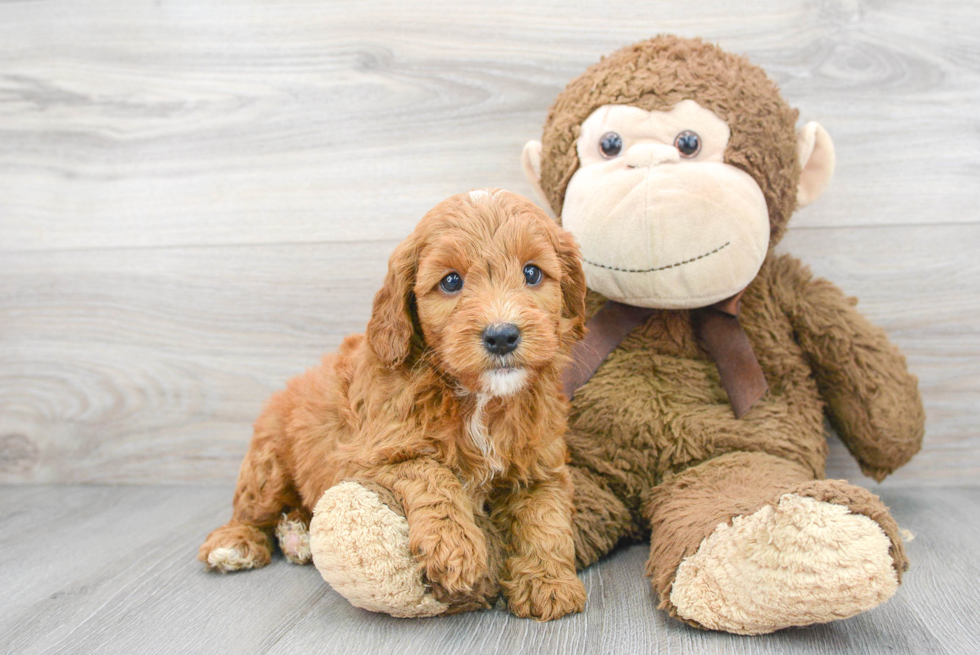 Small Mini Goldendoodle Baby