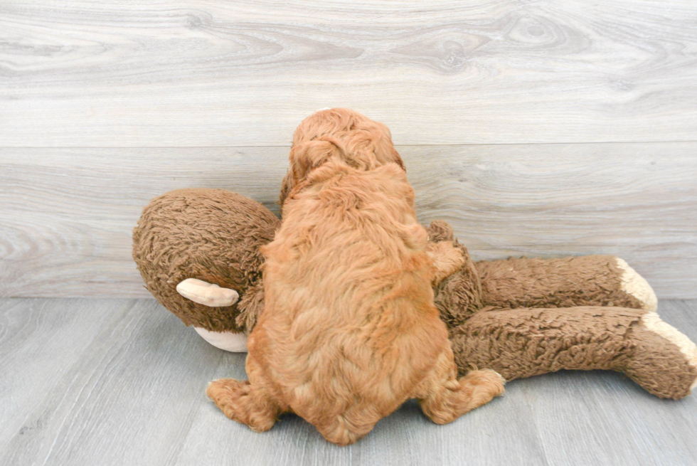 Mini Goldendoodle Pup Being Cute