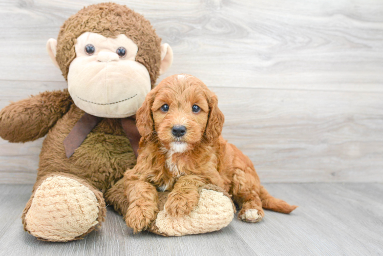 Mini Goldendoodle Pup Being Cute