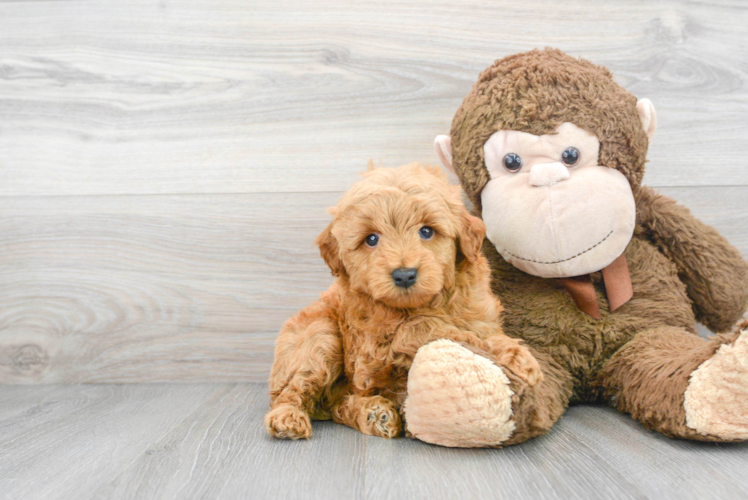 Hypoallergenic Golden Retriever Poodle Mix Puppy