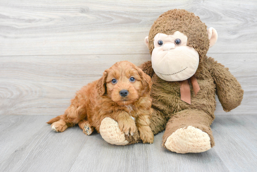 Smart Mini Goldendoodle Poodle Mix Pup