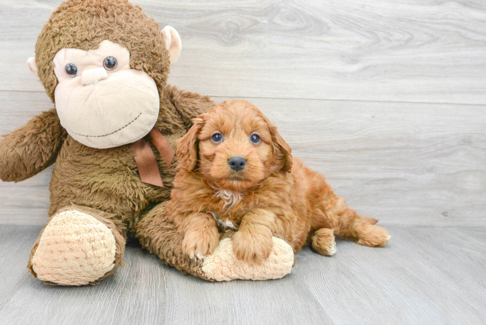 Mini Goldendoodle Pup Being Cute