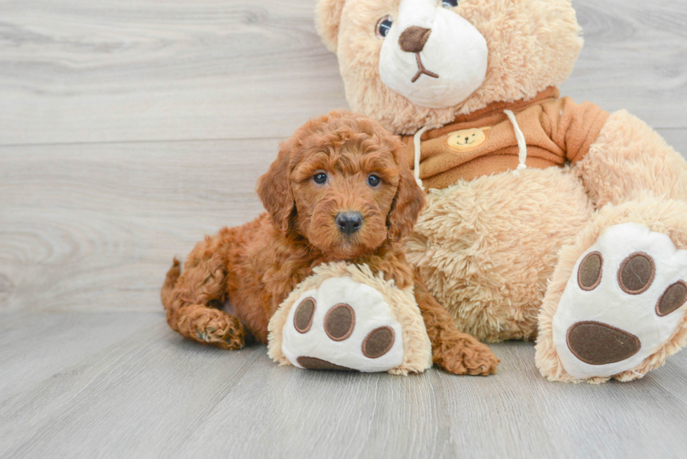 Best Mini Goldendoodle Baby