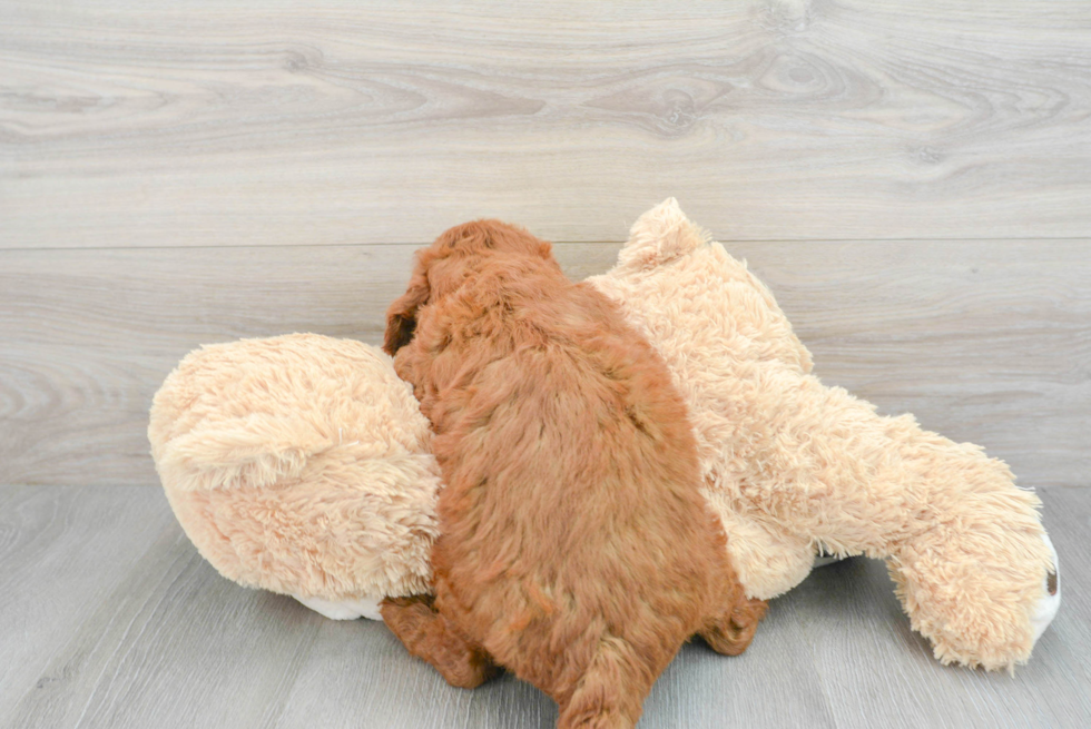 Best Mini Goldendoodle Baby