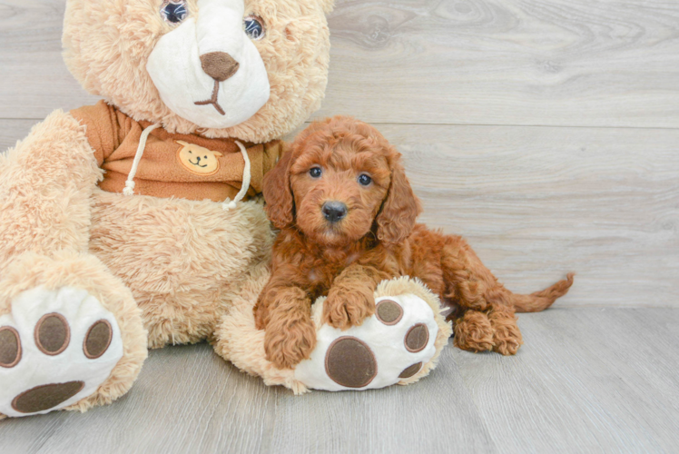Smart Mini Goldendoodle Poodle Mix Pup