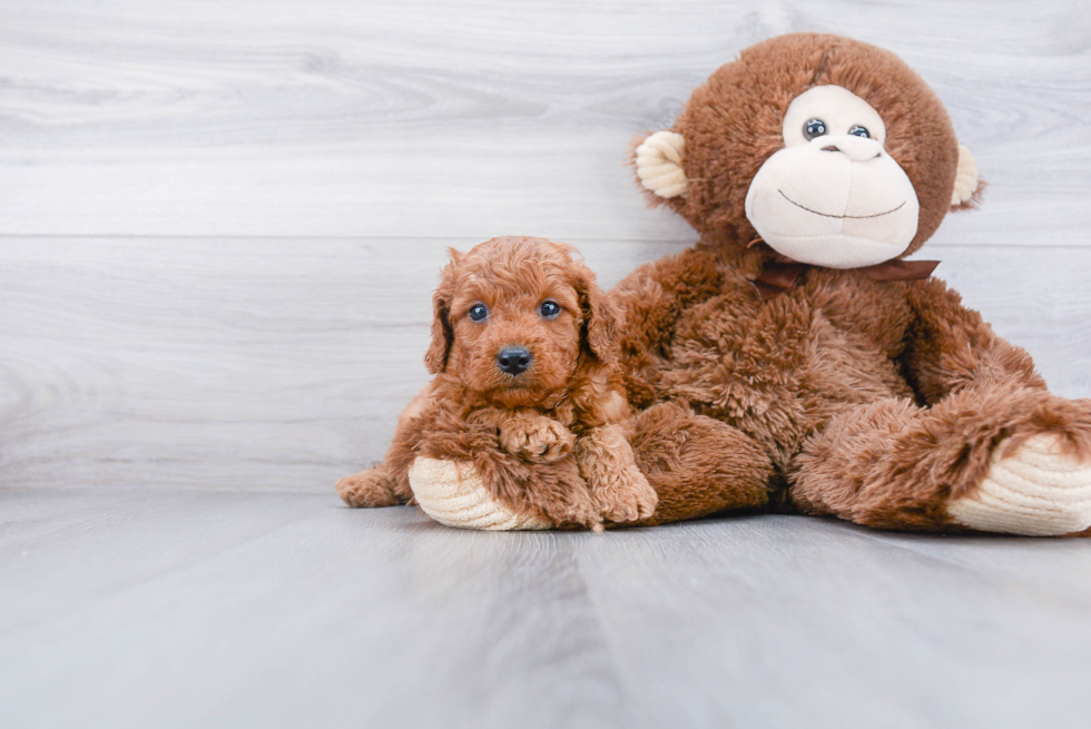 Playful Golden Retriever Poodle Mix Puppy