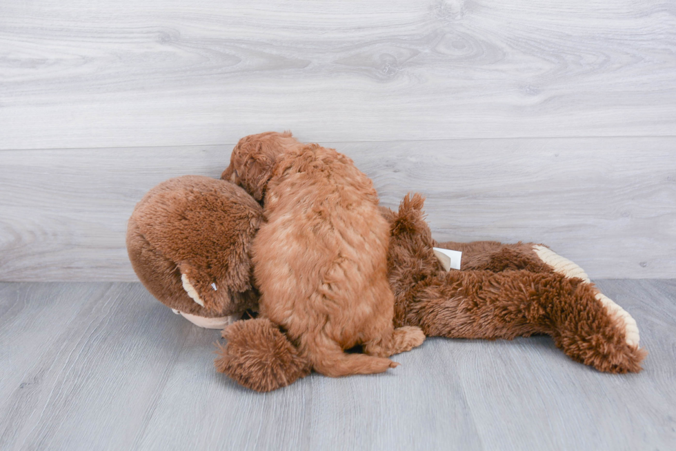 Happy Mini Goldendoodle Baby