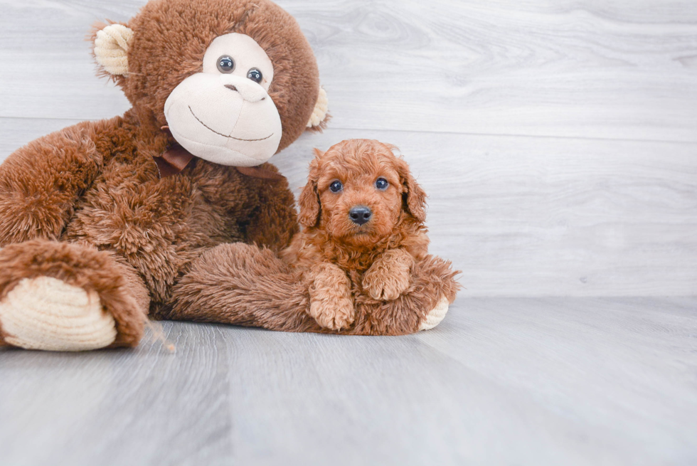 Mini Goldendoodle Pup Being Cute