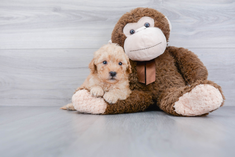 Happy Mini Goldendoodle Baby