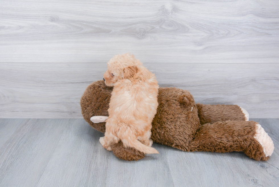 Mini Goldendoodle Pup Being Cute