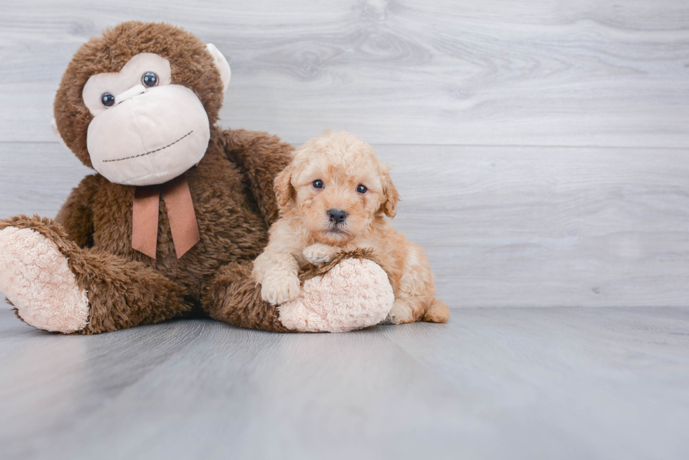 Mini Goldendoodle Puppy for Adoption