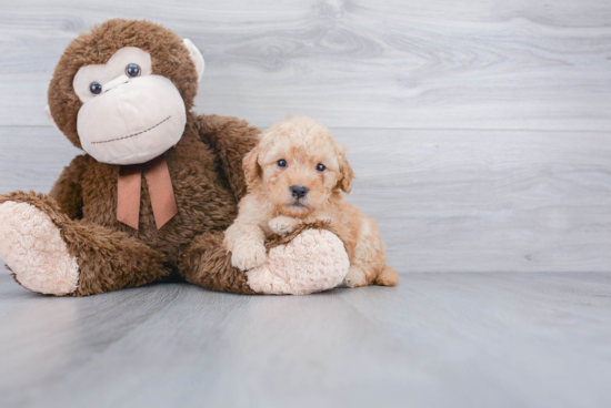 Mini Goldendoodle Puppy for Adoption