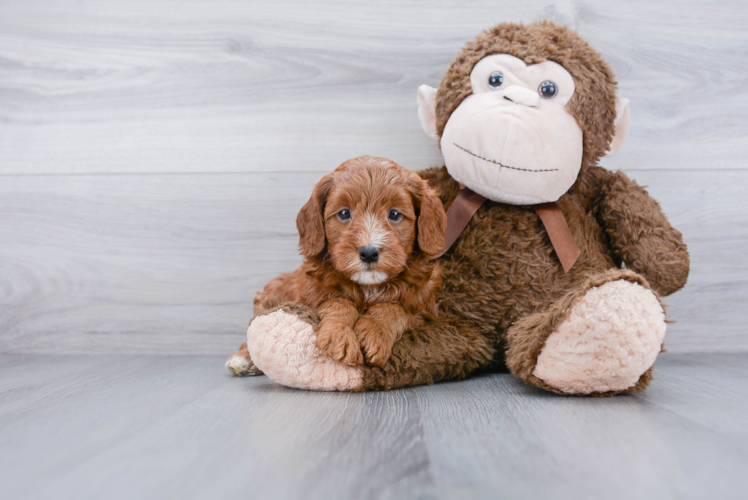 Mini Goldendoodle Puppy for Adoption