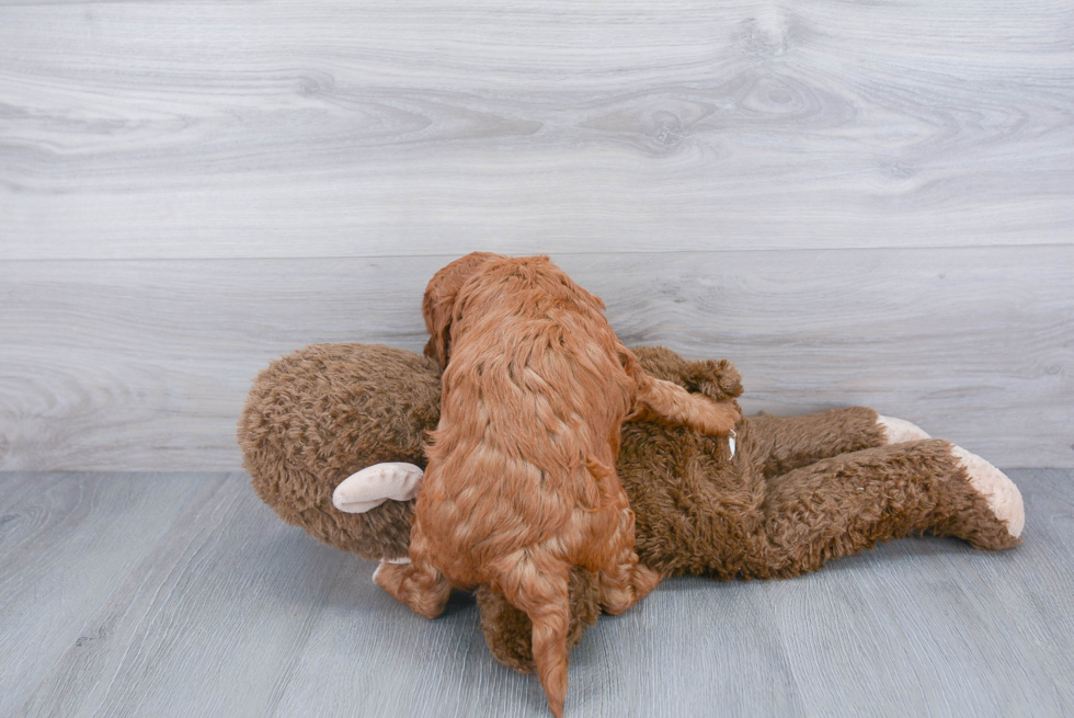 Mini Goldendoodle Pup Being Cute